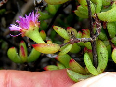 Lampranthus falciformis