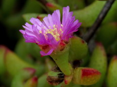 Lampranthus falciformis