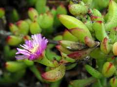 Lampranthus falciformis