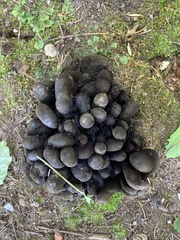Fungi