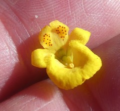 Hemimeris sabulosa
