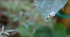 Heliophanus tribulosus