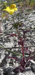 Hemimeris sabulosa