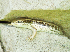 Heremites auratus