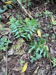 Asplenium listeri