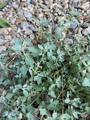 Chenopodium karoi