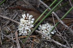 Lomandra juncea