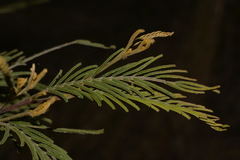 Acacia irrorata