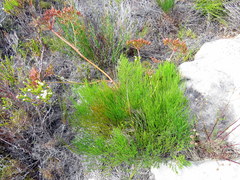 Nanobubon strictum