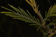 Acacia irrorata