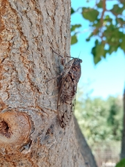 Cicada mordoganensis