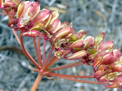 Nanobubon strictum