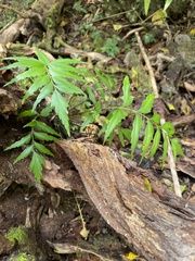 Asplenium listeri