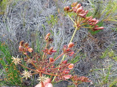 Nanobubon strictum