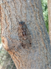 Cicada mordoganensis
