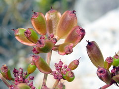 Nanobubon strictum