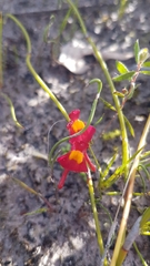 Utricularia menziesii