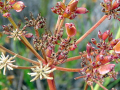 Nanobubon strictum