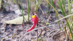 Utricularia menziesii