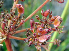 Nanobubon strictum