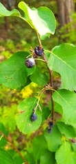 Amelanchier spicata