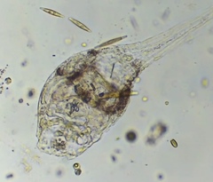 Collotheca