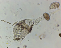 Collotheca