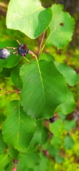 Amelanchier spicata