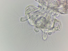 Collotheca