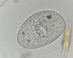 Collotheca