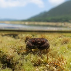 Actaeodes tomentosus