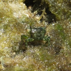 Pachygrapsus minutus