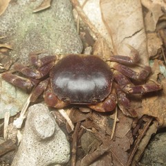 Epigrapsus notatus