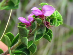 Indigofera candolleana