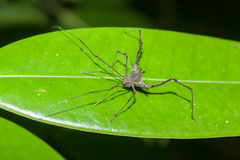 Ubatubesia amplicoxae