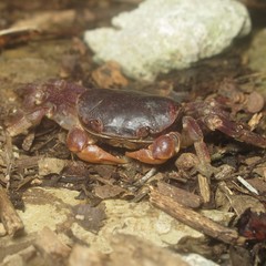Epigrapsus notatus