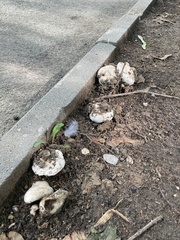Agaricus