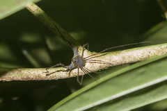 Ubatubesia amplicoxae