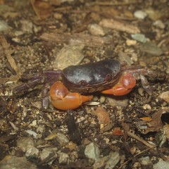 Epigrapsus notatus