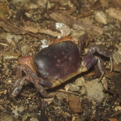 Epigrapsus notatus