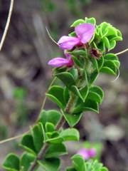 Indigofera candolleana