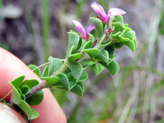Indigofera candolleana