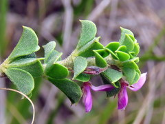 Indigofera candolleana