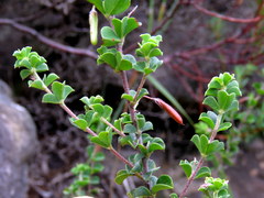 Indigofera candolleana