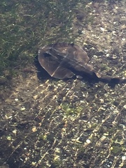 Trygonorrhina dumerilii