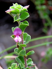 Indigofera candolleana