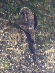 Trygonorrhina dumerilii