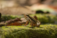 Hylodes phyllodes