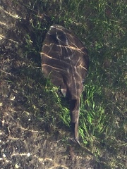 Trygonorrhina dumerilii