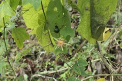 Passiflora jorullensis